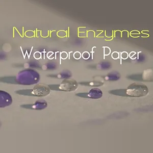 Chemical free waterproof paper using natural enzymes