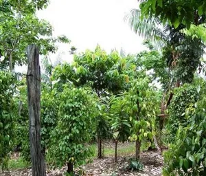 Agroforestry