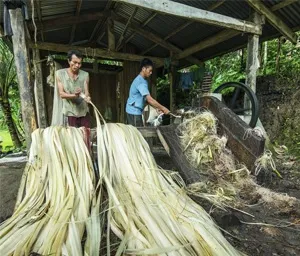 Alternative Fibers