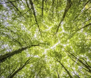 Environmental Conservation