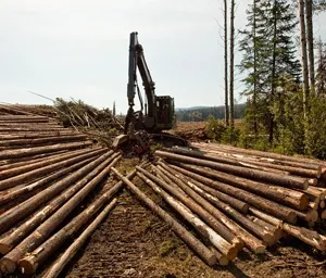 Sustainable Forestry