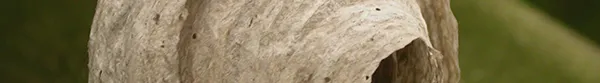 Moulded Fibre