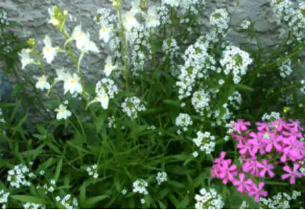 Seed Paper Growing