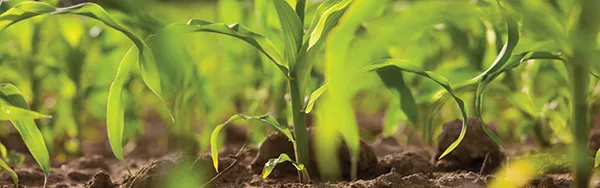 AGRICULTURE