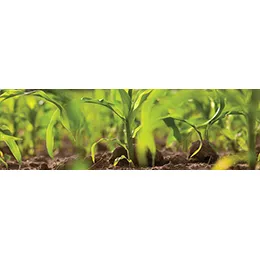 AGRICULTURE