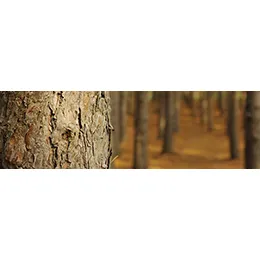  PULP & PAPER
