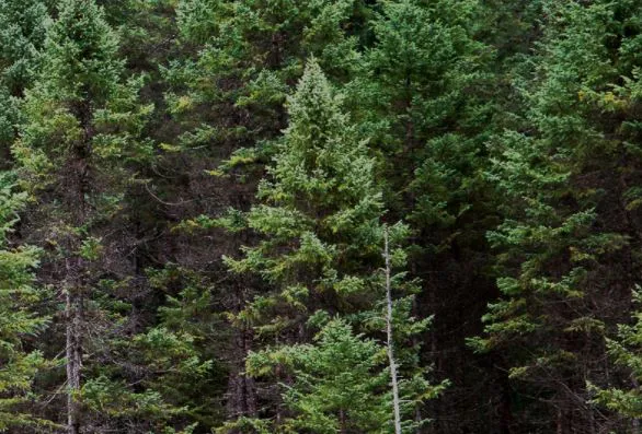 Lumber