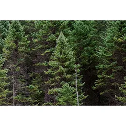 Lumber