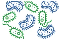 Bacterial Control