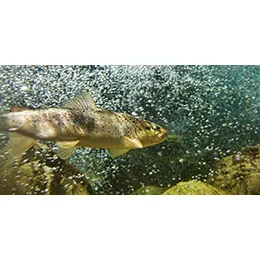 Ppm Dissolved Oxygen