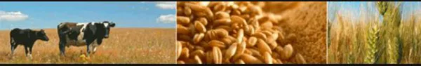 Commodities and Animal Feed