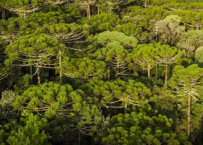 Forest management