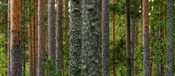 Pine sawn timber