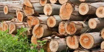 Wood Logs