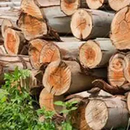 wood logs