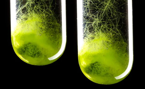 Biomaterials