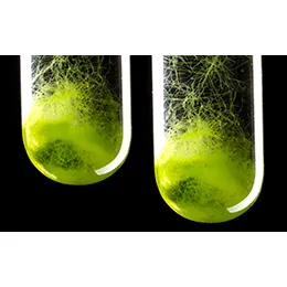 Biomaterials