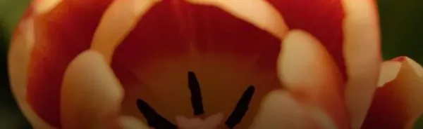 Tulip bulb paper