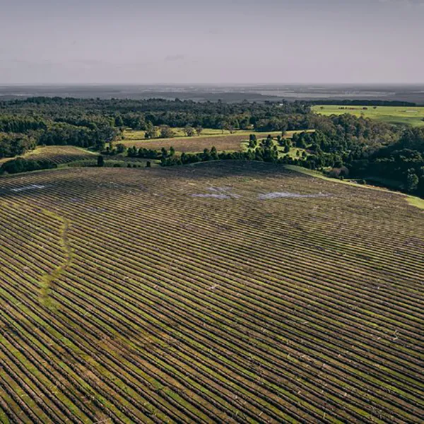 PLANTATION MANAGEMENT