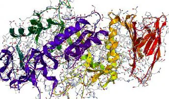 Enzymes