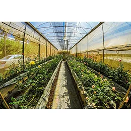 Plastic Greenhouse Film