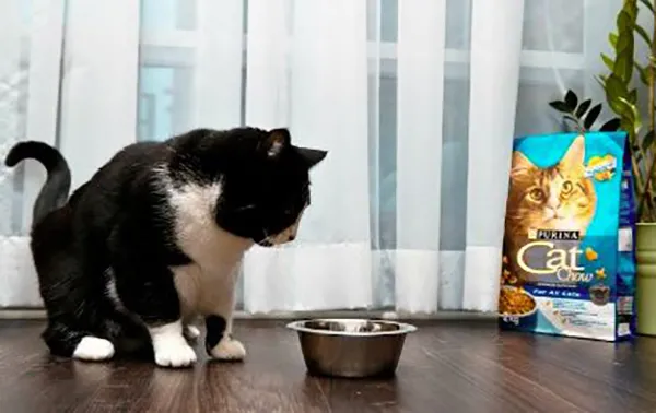 Pet Food